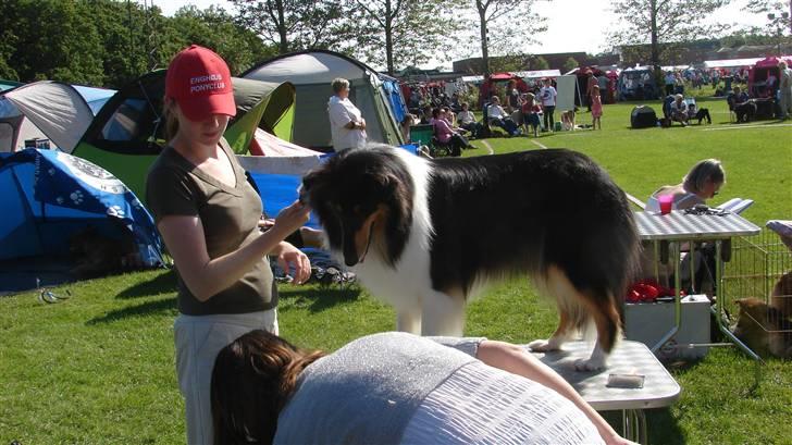Collie langhåret Candy - Hvad laver du dernede Dorthe. billede 5