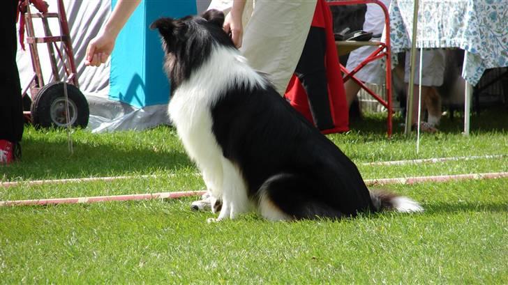Collie langhåret Candy - AHH dejligt lige at sidde ned selvom jeg godt ved jeg ikke må i ringen.. hihi billede 6