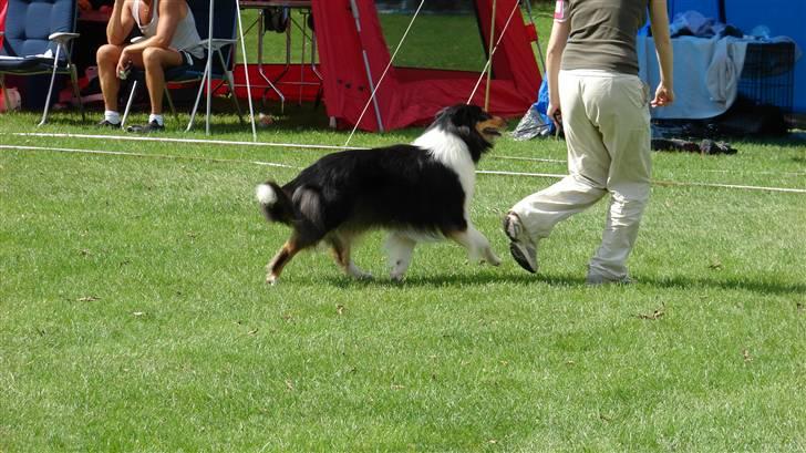 Collie langhåret Candy - Ja ja mor skal nok følge med billede 7