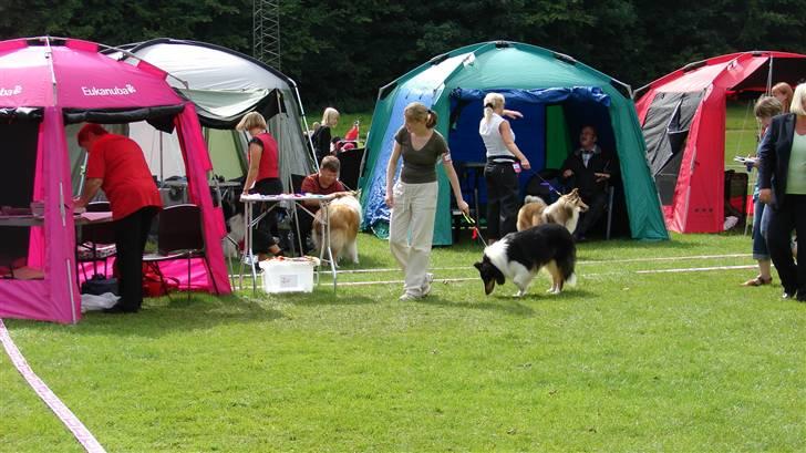 Collie langhåret Candy - Hov her var lige noget jeg skal lugte til. billede 8