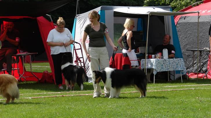 Collie langhåret Candy - Jeg ved ikke lige hvad jeg kigger efter men det var spændende billede 9