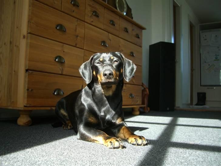 Blanding af racer tulle billede 1