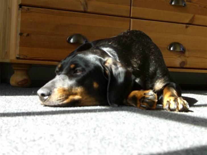 Blanding af racer tulle billede 2