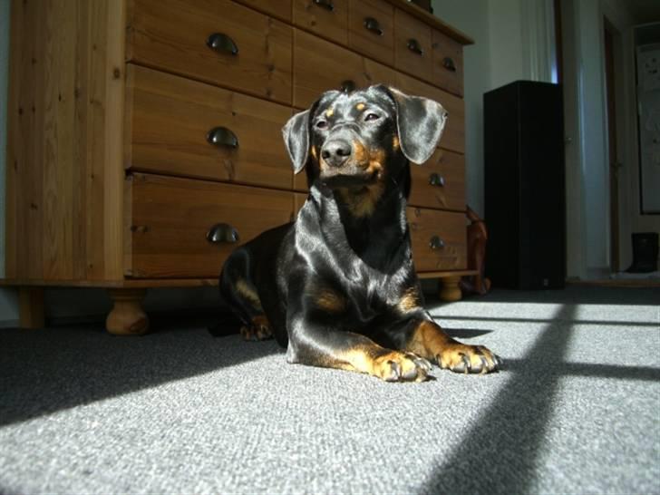 Blanding af racer tulle billede 3