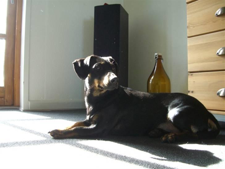 Blanding af racer tulle billede 4