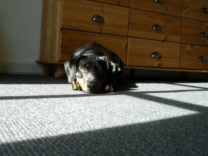 Blanding af racer tulle billede 5