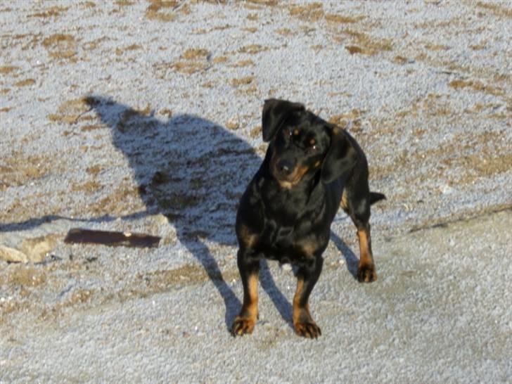 Blanding af racer tulle billede 6