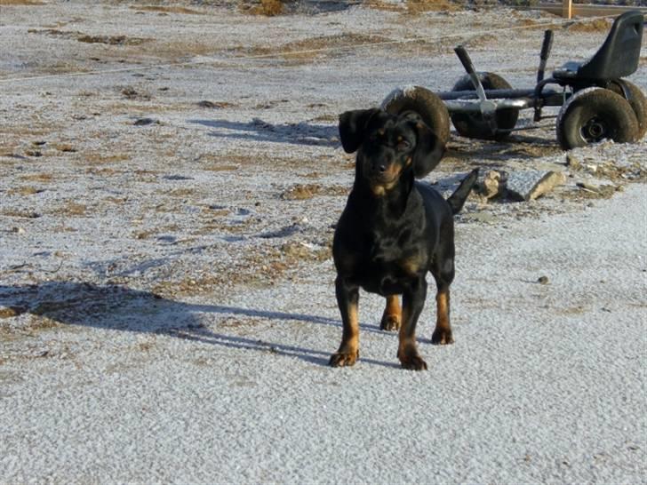 Blanding af racer tulle billede 7