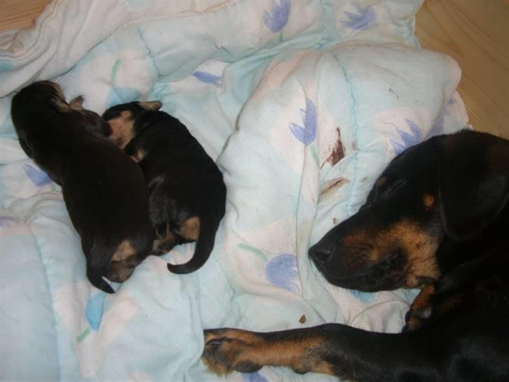 Blanding af racer tulle billede 9