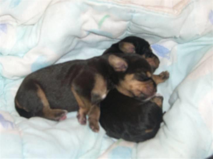 Blanding af racer tulle billede 10