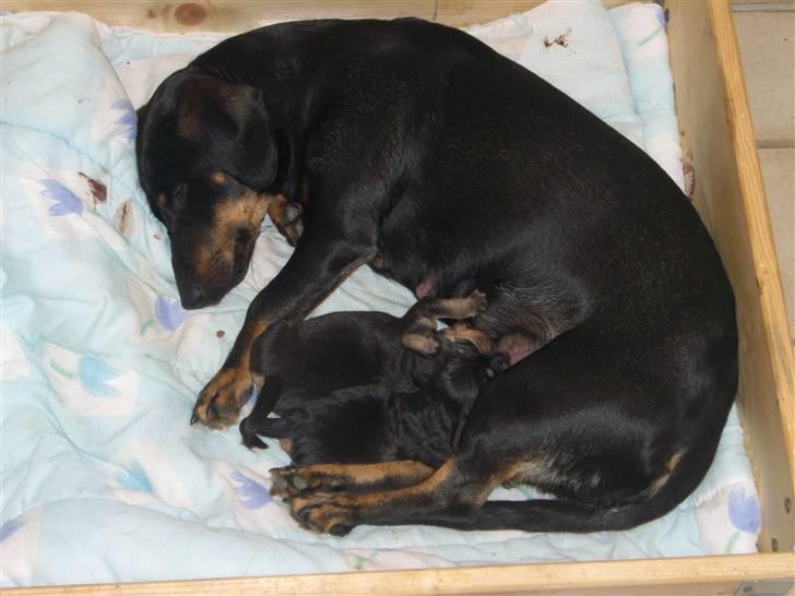 Blanding af racer tulle billede 11