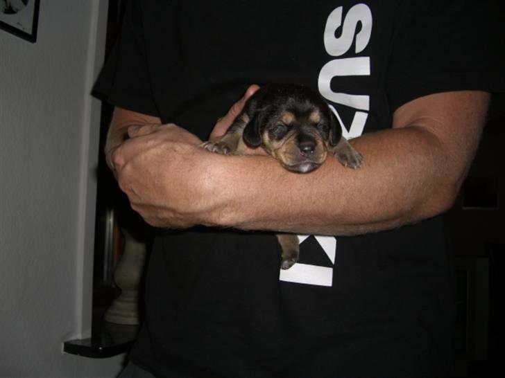 Blanding af racer tulle billede 12