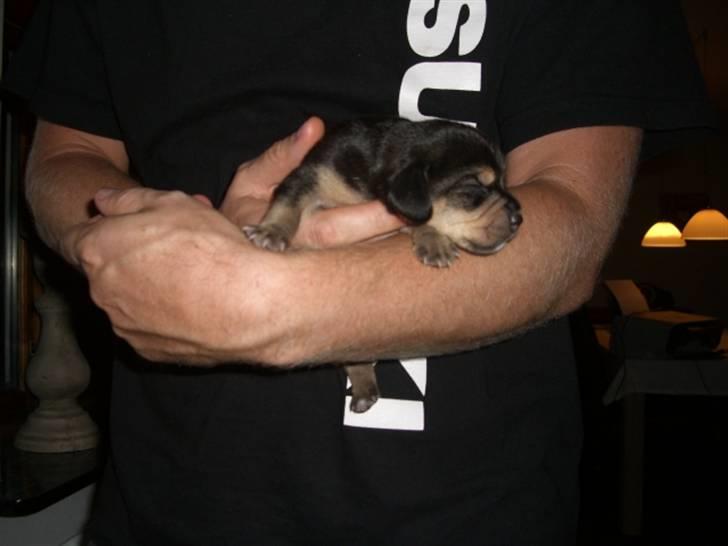 Blanding af racer tulle billede 13