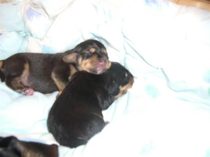 Blanding af racer tulle billede 14