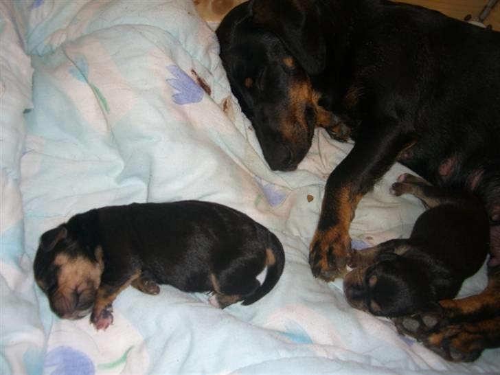 Blanding af racer tulle billede 15