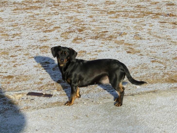 Blanding af racer tulle billede 16