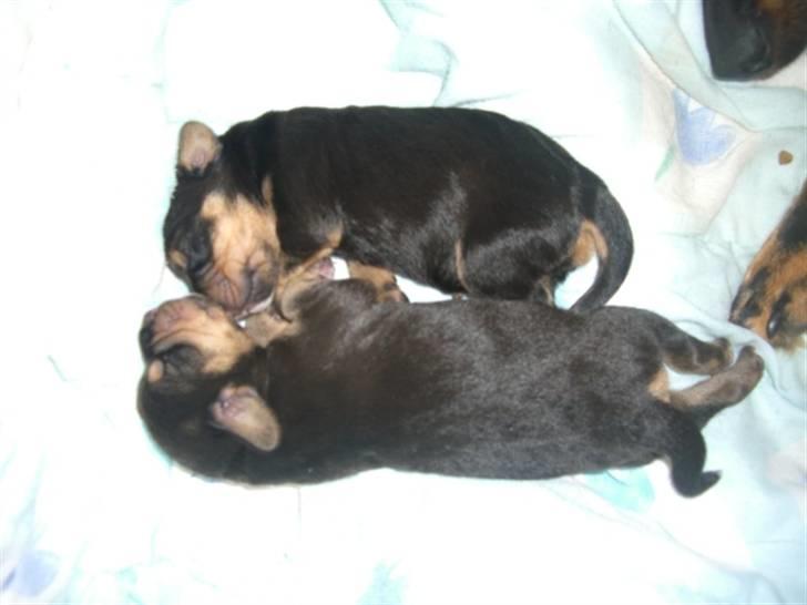 Blanding af racer tulle billede 17