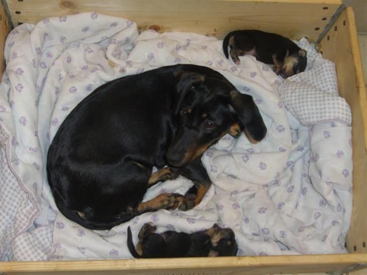 Blanding af racer tulle billede 18