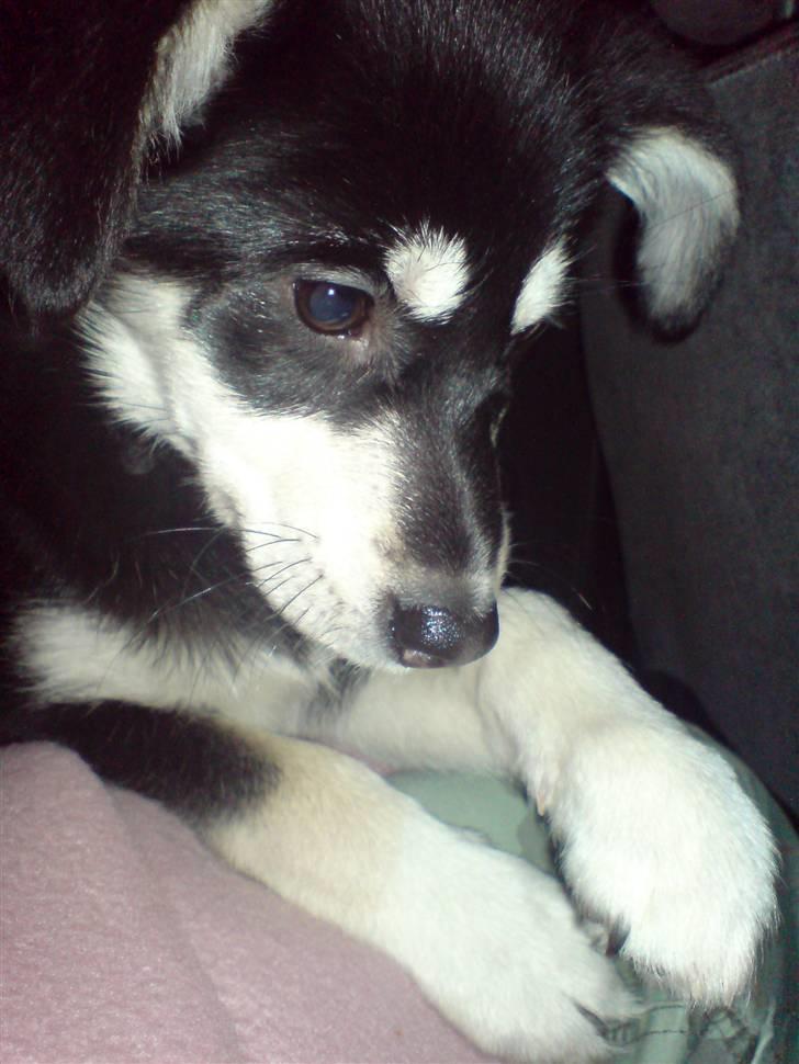 Blanding af racer Khala billede 1