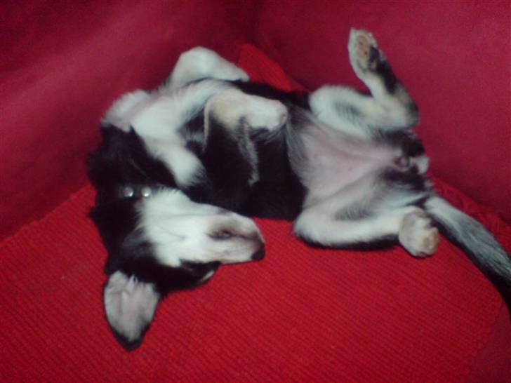 Blanding af racer Khala billede 2