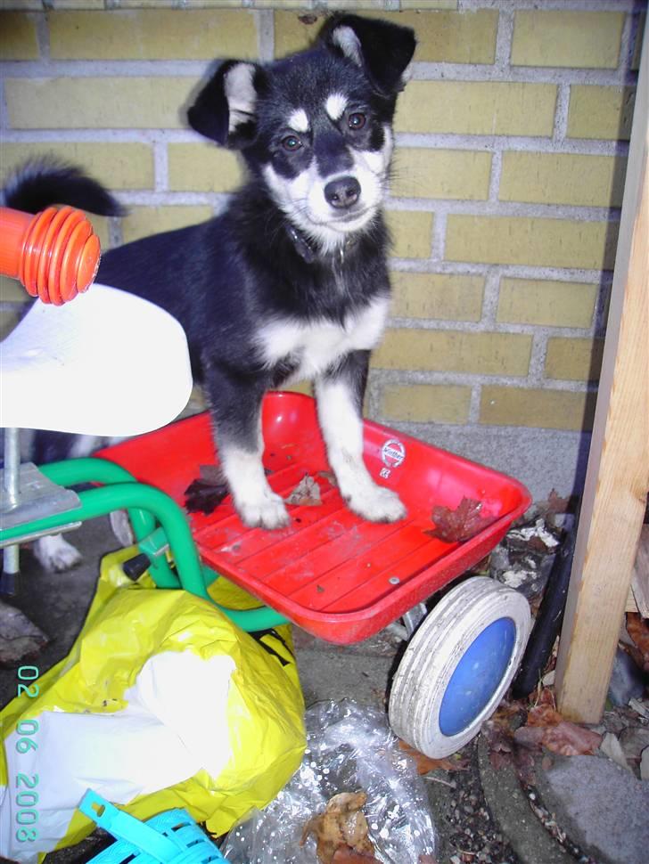 Blanding af racer Khala billede 4