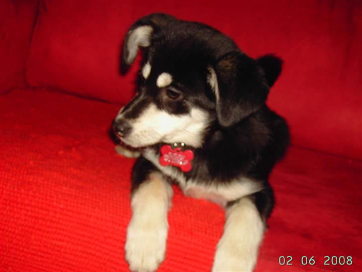 Blanding af racer Khala billede 5