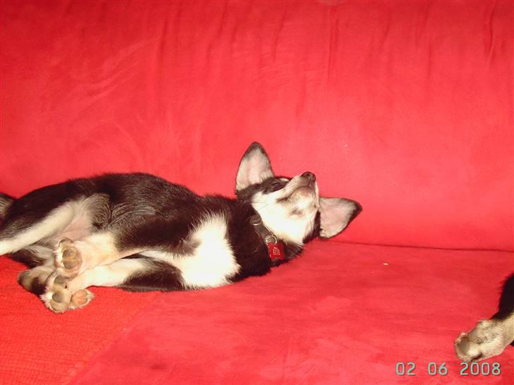 Blanding af racer Khala billede 6