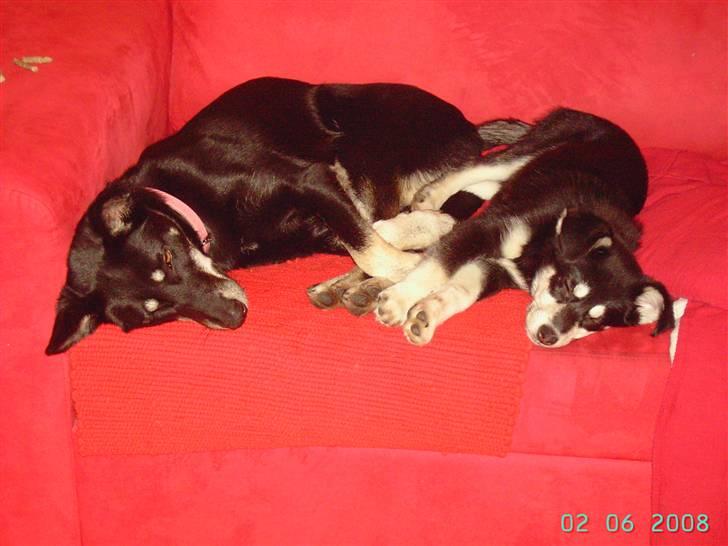 Blanding af racer Khala billede 7