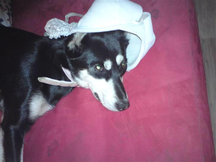 Blanding af racer Khala billede 8