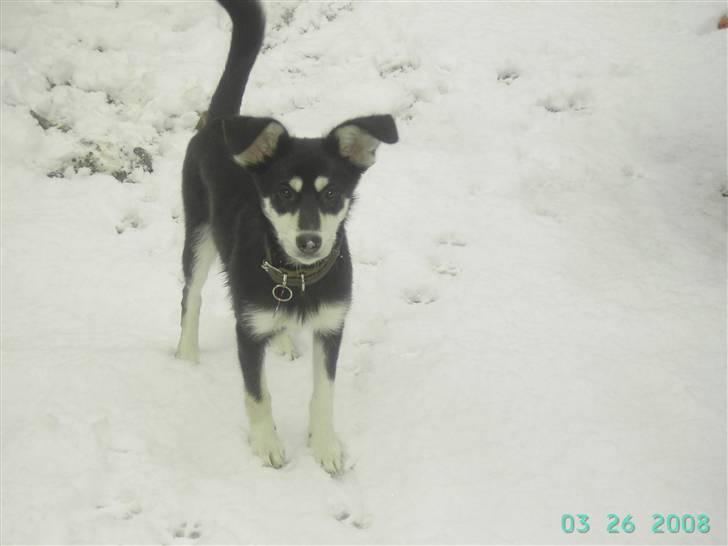 Blanding af racer Khala billede 9