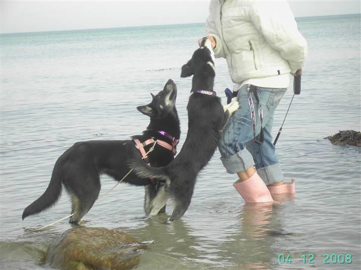 Blanding af racer Khala billede 10