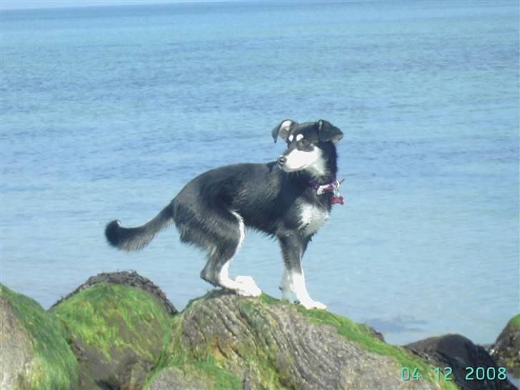 Blanding af racer Khala billede 11