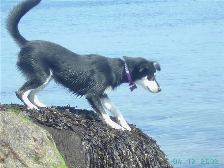 Blanding af racer Khala billede 12