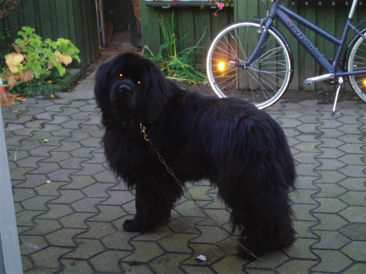 Newfoundlænder viktor billede 17