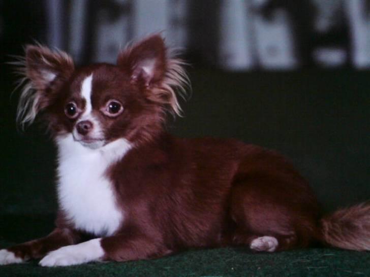 Chihuahua Knas Bear - smuk hund  billede 1