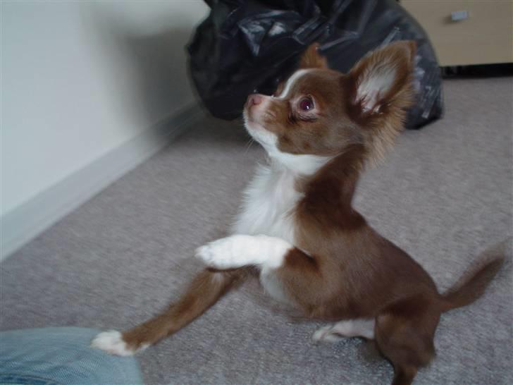Chihuahua Knas Bear - som stor hvalp... leger lidt.. billede 2
