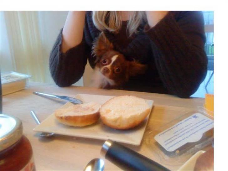 Chihuahua Knas Bear - er med til morgenmaden.. her sidder han så fint.. billede 3