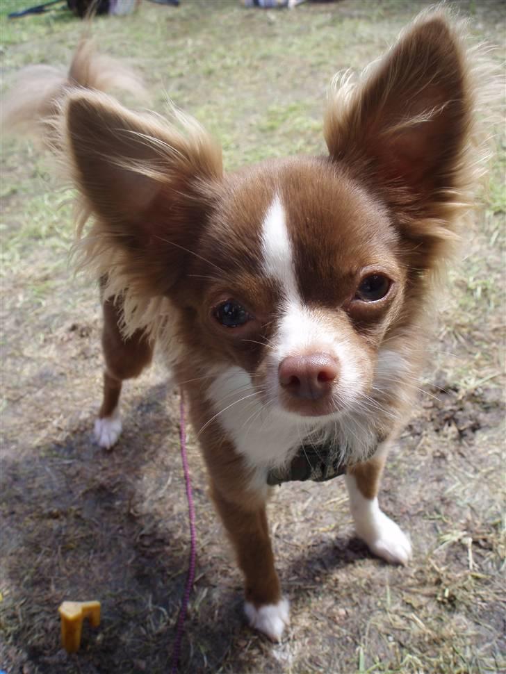 Chihuahua Knas Bear - nysgerrig.. billede 4