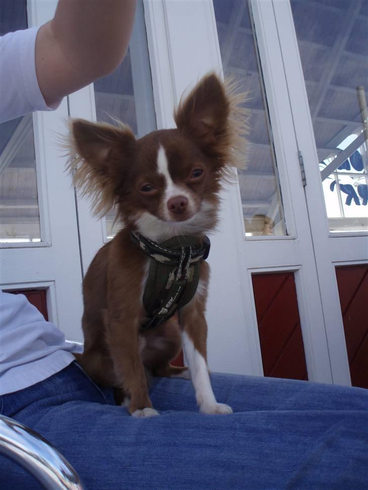 Chihuahua Knas Bear - med i Fårup hvor vi sidder og venter på at far og onkel Karsten og ungerne bliver færdige i badeland.. for jeg må ikke komme med.. men vand er nu heller ikke min store farvorit.. hvertfal ikke koldt vand.. billede 5