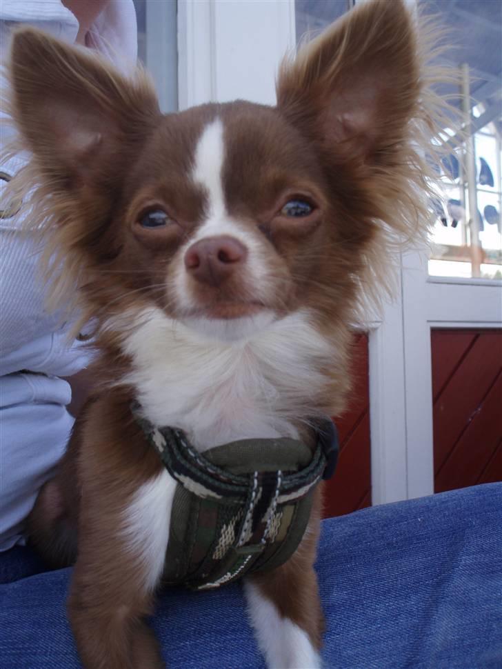 Chihuahua Knas Bear - vi venter stadigt.. men dejligt vejr, så vi nyder det.. og alt den opmærksomhed man får sådan et sted... uhhh jeg elsker det.. billede 6