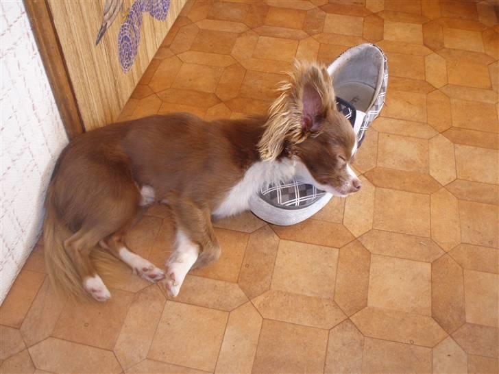 Chihuahua Knas Bear - man bliver træt af at være på camping.. billede 7