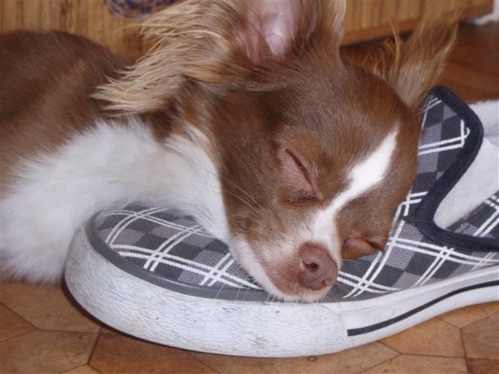 Chihuahua Knas Bear - zZzZzZzZzzzzz........ billede 8