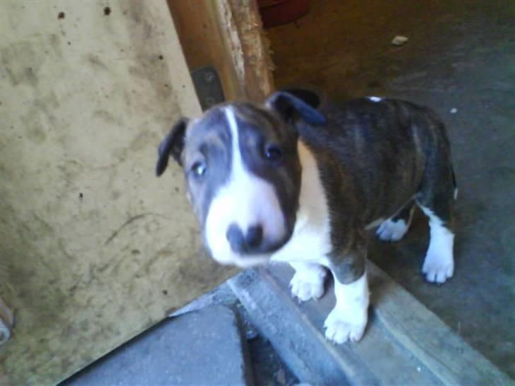 Bullterrier Lilli billede 6