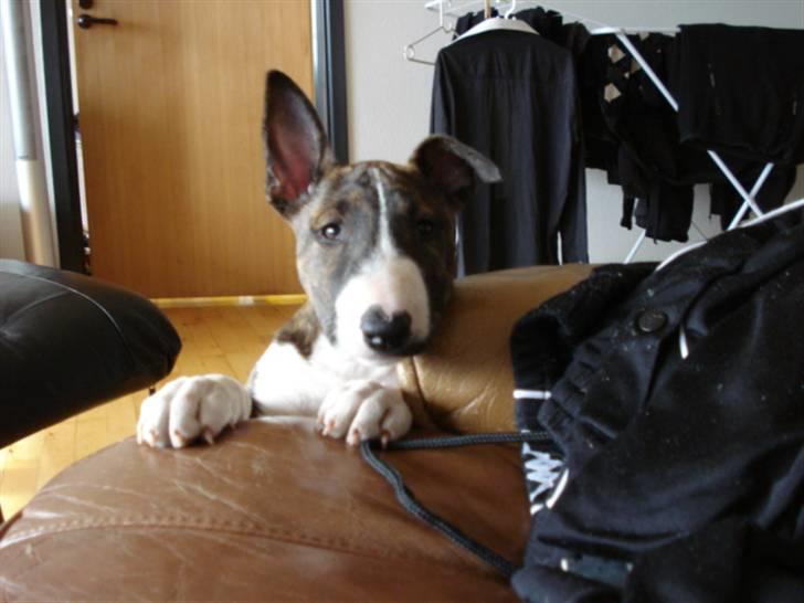 Bullterrier Lilli billede 7
