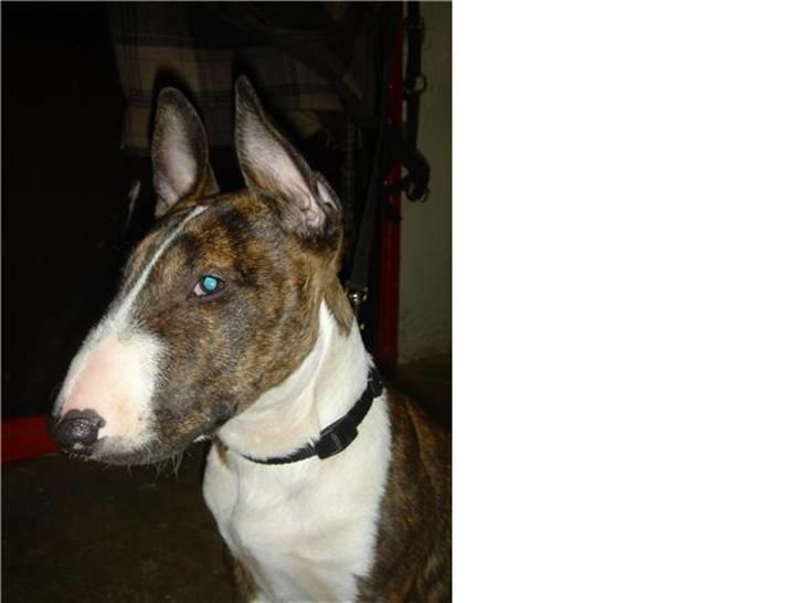 Bullterrier Lilli billede 8