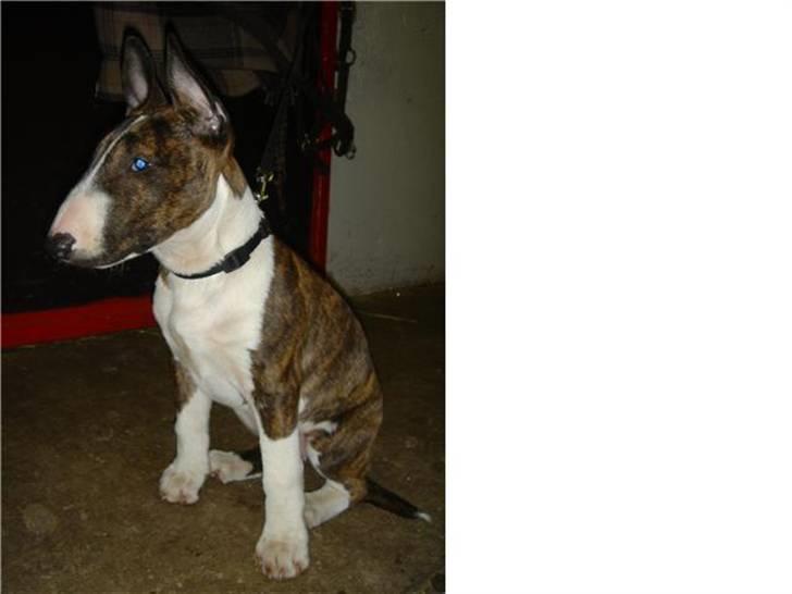 Bullterrier Lilli billede 9
