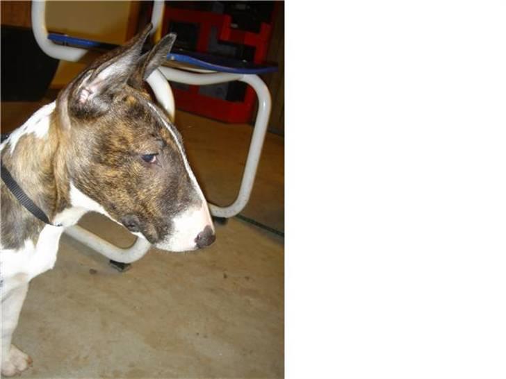 Bullterrier Lilli billede 10