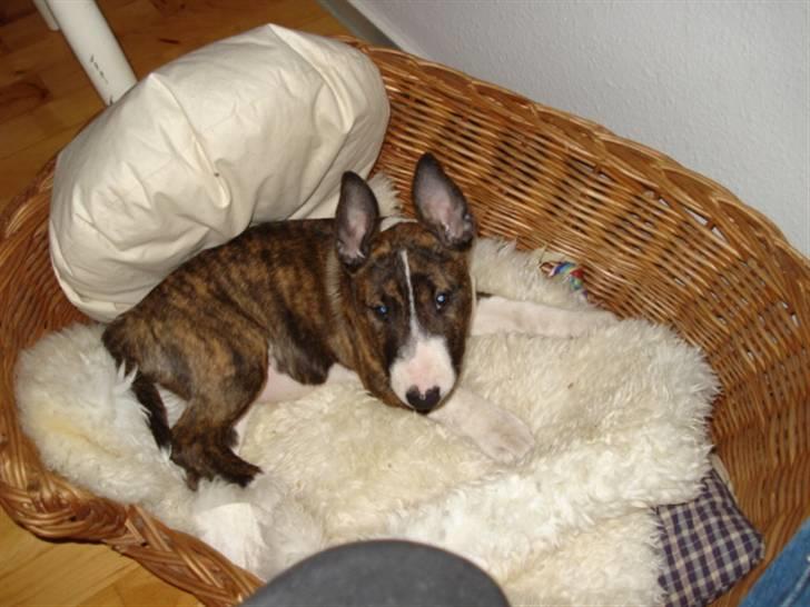 Bullterrier Lilli - Lilli der hygger billede 11