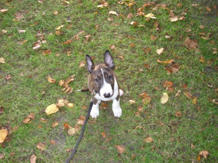 Bullterrier Lilli - ude for at tisse:) billede 12