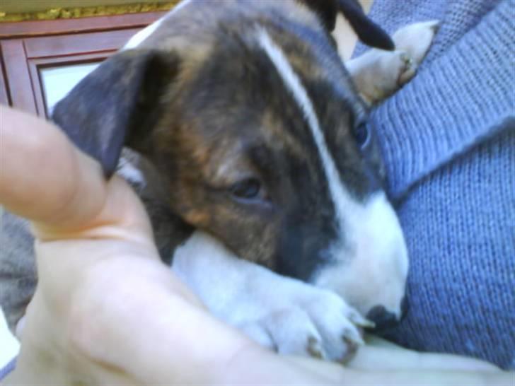 Bullterrier Lilli billede 13
